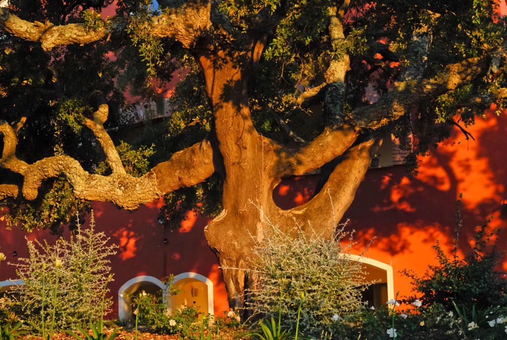 Giardino Dei Sugheri Scarlino Dış mekan fotoğraf