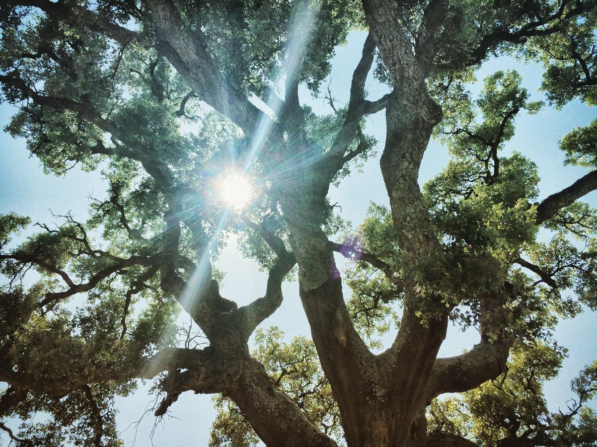Giardino Dei Sugheri Scarlino Dış mekan fotoğraf